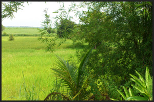 Reisfelder im Isaan